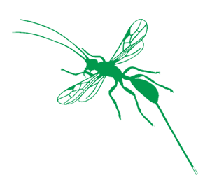 Parasitoides de Ovos